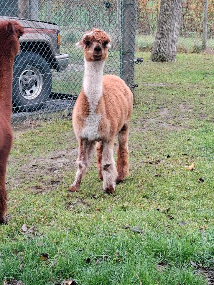 Bonte alpaca merrie, Dieren en Toebehoren, Overige Dieren, Vrouwelijk, Februari