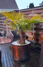 Winterharde palm (10 jaar oud)  in koperen pot, Tuin en Terras, Ophalen of Verzenden