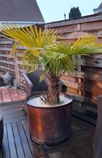 Winterharde palm (10 jaar oud)  in koperen pot, Ophalen of Verzenden