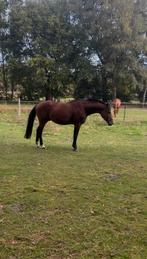 Geronimo I 4 jaarige hengst, Animaux & Accessoires, Chevaux, Avec pedigree, Débourré, 160 à 165 cm, Étalon