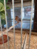 botvinkman kwekeling 2025, Dieren en Toebehoren, Mannelijk, Wildzangvogel, Geringd