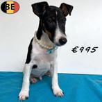 Engelse Fox(Gladhaar Fox Terriër) Belgische pups te koop, Dieren en Toebehoren, België, CDV (hondenziekte), 8 tot 15 weken, Meerdere