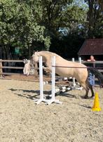 Paard, Dieren en Toebehoren, Merrie, Minder dan 160 cm, Gechipt, Niet van toepassing