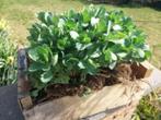 Sedum 2,50 euro per stuk / grote planten, Volle zon, Vaste plant, Herfst, Ophalen