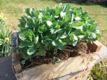 Sedum 2,50 euro per stuk / grote planten beschikbaar voor biedingen