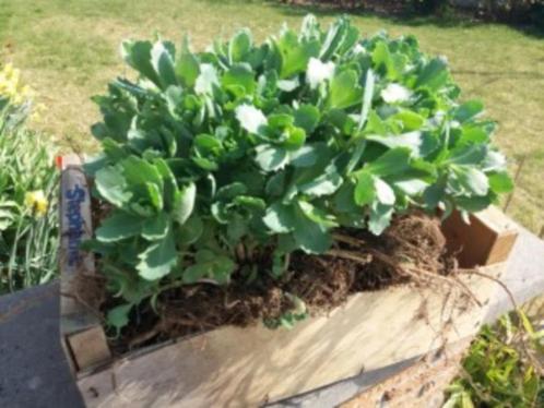 Sedum 2,50 euro per stuk / grote planten, Tuin en Terras, Planten | Tuinplanten, Vaste plant, Overige soorten, Volle zon, Herfst