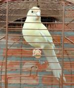 2 Kakariki's (mannen) voorjaar 2025, Dieren en Toebehoren, Mannelijk, Parkiet