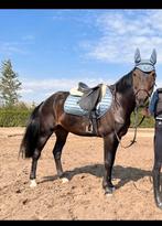 Setje oornetje Lemieux + zadeldek Lemieux + halster, Dieren en Toebehoren