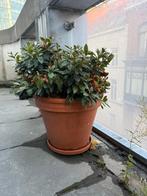 Azalea fleurs blanches, Tuin en Terras, Ophalen