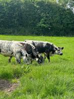 Speckel, Dieren en Toebehoren, Vrouwelijk, 0 tot 2 jaar