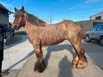 8 jarige trekpaard merrie, Animaux & Accessoires, Chevaux, Jument