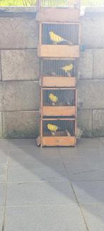 canaris malinois 2024, Animaux & Accessoires, Oiseaux | Canaris