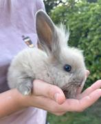 Dwergkonijntjes te koop, Dieren en Toebehoren, Konijnen, Mannelijk, Dwerg, 0 tot 2 jaar