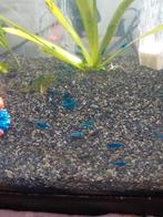 Blauwe garnalen  te koop, Dieren en Toebehoren