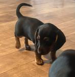 Supermooie kaninchen dwerg teckel pups,in huis grootgebracht, Dieren en Toebehoren, Kaninchen, België, Fokker | Hobbymatig, CDV (hondenziekte)