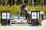 Zwarte allround merrie, Dieren en Toebehoren, Paarden, Merrie, Gechipt, Dressuurpaard, 11 jaar of ouder