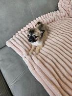 Prachtig mooie chihuahua reutje mooi klenblijvend langharig, Dieren en Toebehoren, België, Particulier, Reu, CDV (hondenziekte)