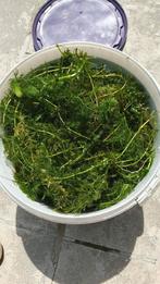 Zuurstofplanten voor vijver. Per emmer van 10L, Tuin en Terras, Ophalen, Zo goed als nieuw