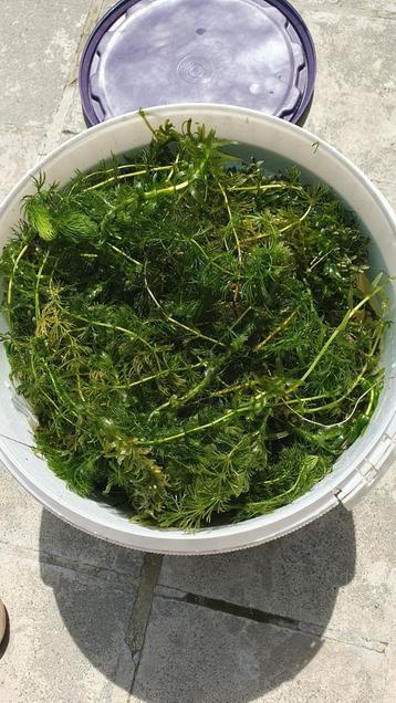 Zuurstofplanten voor vijver. Per emmer van 10L beschikbaar voor biedingen