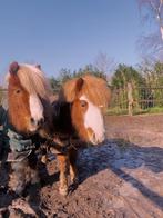 Shetlander hengstjes, Dieren en Toebehoren, Pony's, Hengst, Niet van toepassing, 3 tot 6 jaar