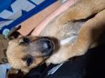 Dieren oppas honden,katten,papegaaien,parkietjes,chinchillas, Ophalen