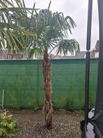 Palmboom, Ophalen, Palmboom