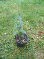 Pinus pinea, Tuin en Terras, Planten | Bomen, Overige soorten, Minder dan 100 cm, Ophalen, Volle zon