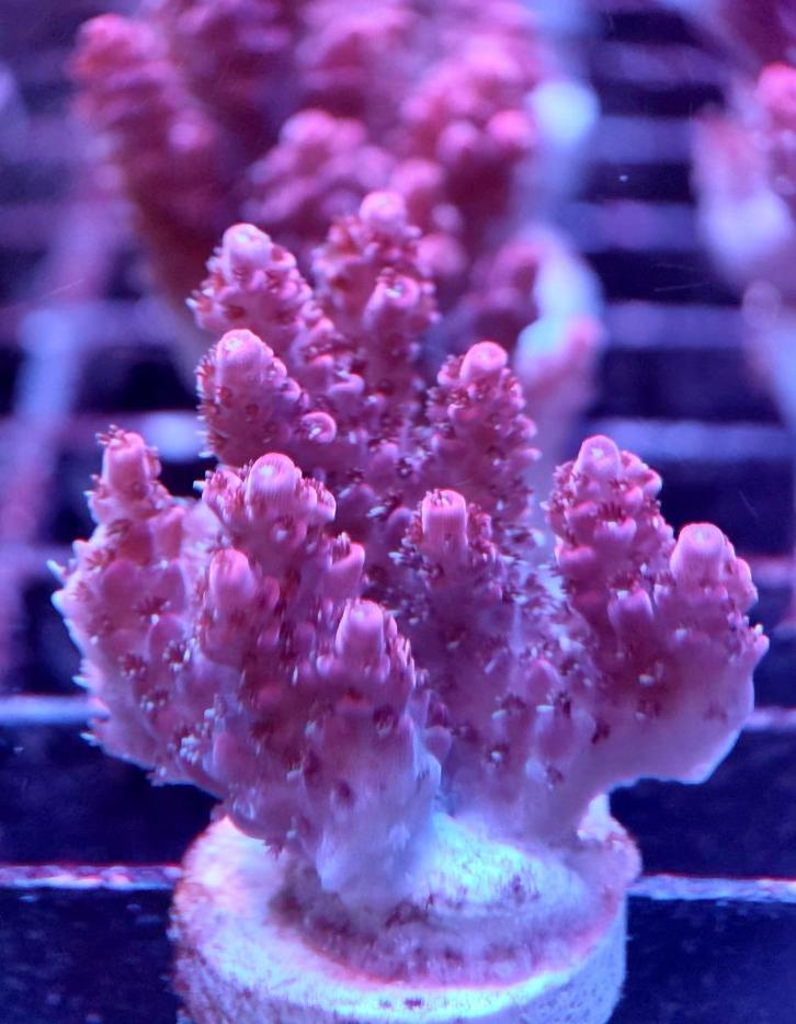 Acropora, Dieren en Toebehoren, Vissen | Aquaria en Toebehoren, Nieuw, Gevuld zeewateraquarium, Ophalen