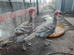2 kalkoen haan van 5 maanden., Dieren en Toebehoren, Kalkoen