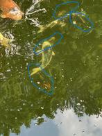 Japanse Koi, Dieren en Toebehoren, Karper of Koi