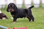 Engelse Cocker Spaniël pups - 100% Belgisch, CDV (hondenziekte), Meerdere, 8 tot 15 weken, Meerdere dieren