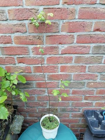 Rosier parfumé beschikbaar voor biedingen