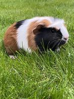 Cavia driekleur, Cavia, Mannelijk, Tam, September