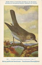 SWAINSONS  DWERGLIJSTER, Collections, Cartes postales | Animaux, Envoi, Non affranchie, Oiseaux