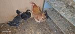،،5 kippen te koop, Dieren en Toebehoren, Pluimvee, Kip
