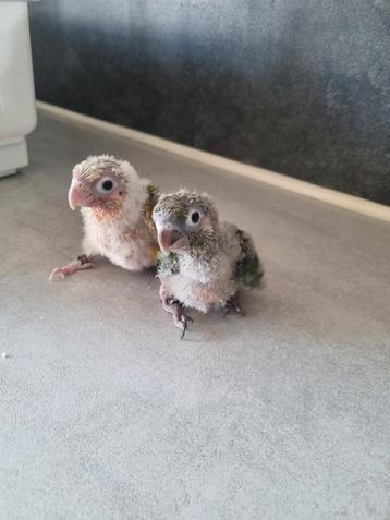 Perroquet conure, Perroquet