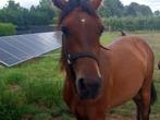2jarige dressuurruin, Dieren en Toebehoren, Gechipt, Ruin, Dressuurpaard, 0 tot 2 jaar