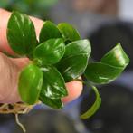 ANUBIAS NANA PETITE, Dieren en Toebehoren, Ophalen