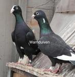 Wamduiven Adana duiven syrische duiven, Animaux & Accessoires, Oiseaux | Pigeons