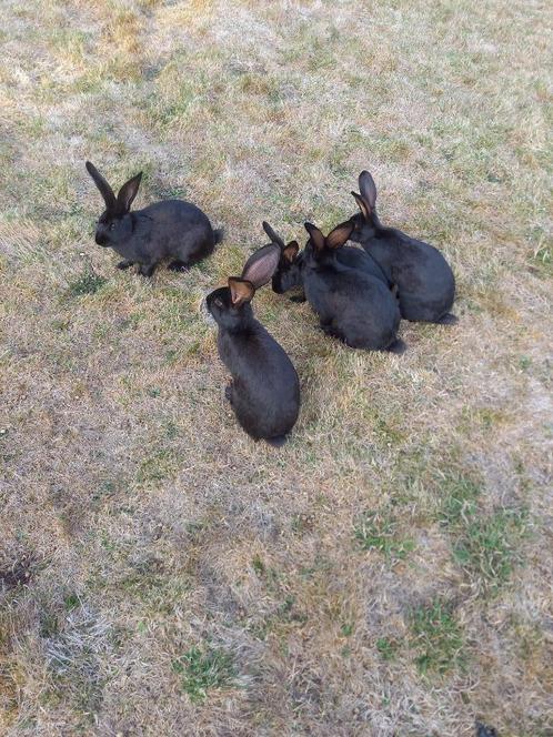 Slachtrijpe/kweekrijpe konijnen, Dieren en Toebehoren, Konijnen, Groot, Meerdere dieren, 0 tot 2 jaar