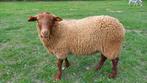Voskop ram - lam, Dieren en Toebehoren