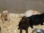 Labrador pups Zwart/beige/bruin, België, Fokker | Hobbymatig, 8 tot 15 weken, Labrador retriever