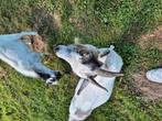 Bokje en mieke, Dieren en Toebehoren, April, Meerdere dieren