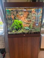 Aquarium van juwel en vissen  (bieden), Dieren en Toebehoren, Ophalen, Zo goed als nieuw