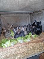 Vlaamse reuzen x Tan konijn, Dieren en Toebehoren, Konijnen