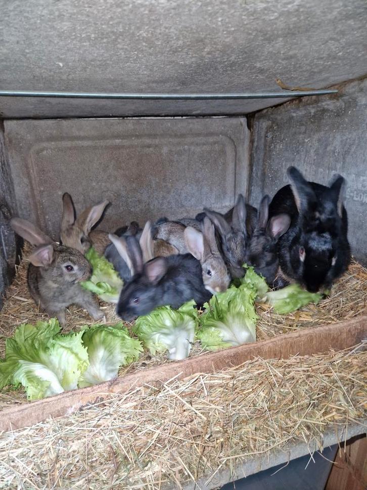 Vlaamse reuzen x Tan konijn, Animaux & Accessoires, Lapins