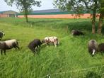 7 baggerbonte schapen te koop, Dieren en Toebehoren, Schaap, Vrouwelijk, 3 tot 5 jaar