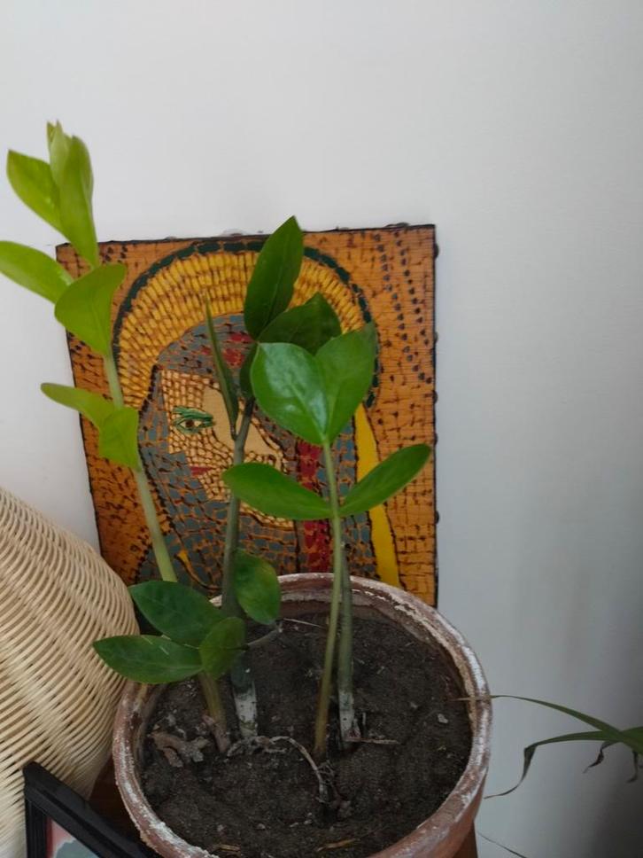 Zamioculca, Huis en Inrichting, Kamerplanten, Ophalen
