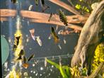 Mooie jonge guppies, Dieren en Toebehoren