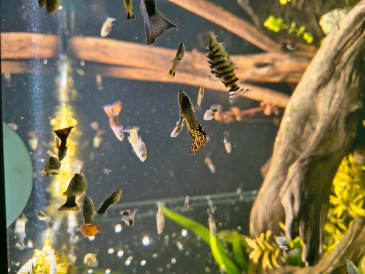 Mooie jonge guppies, Dieren en Toebehoren, Vissen | Aquariumvissen